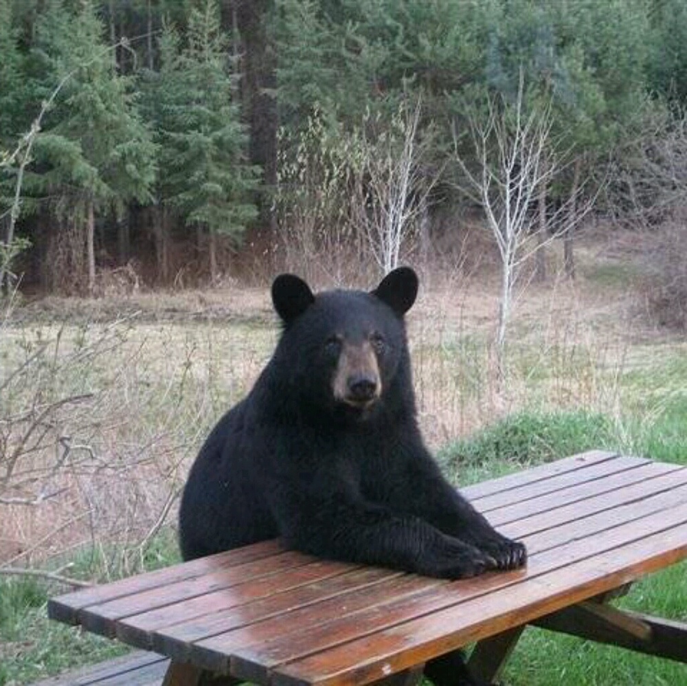 Meet your Posher, Thomas